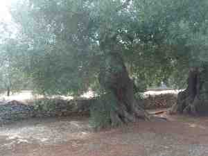 albero