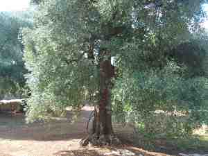 albero