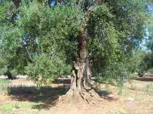 albero