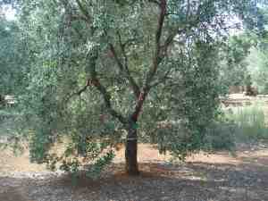 albero