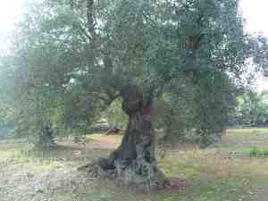 albero