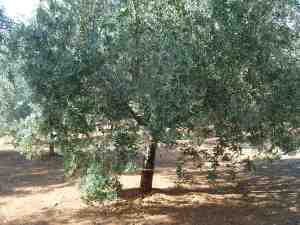 albero