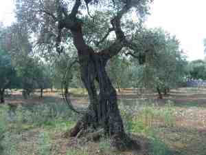 albero