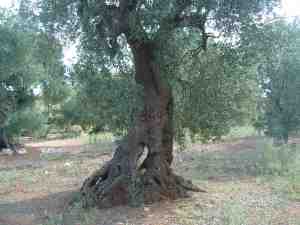 albero
