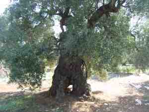 albero