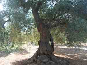 albero
