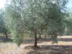 albero