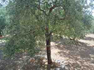 albero