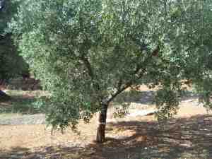 albero