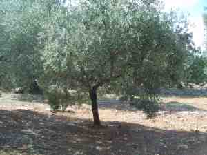 albero