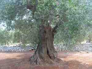 albero
