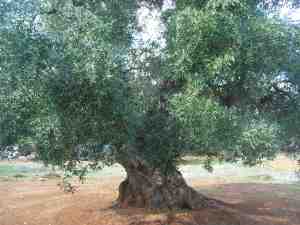 albero
