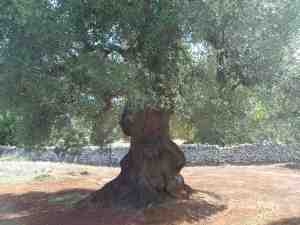 albero