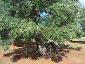 albero