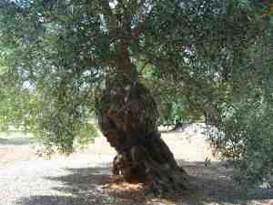 albero