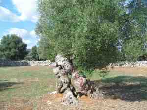 albero