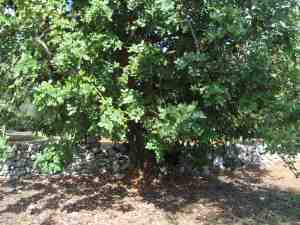 albero