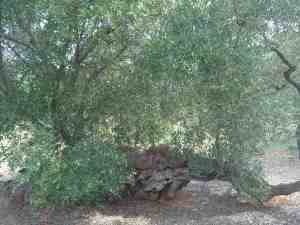 albero