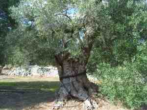 albero