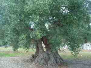 albero
