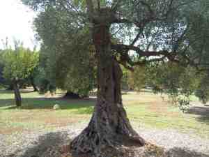 albero