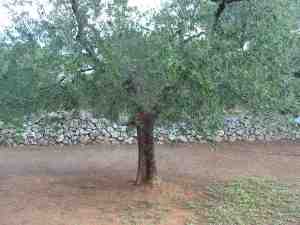 albero