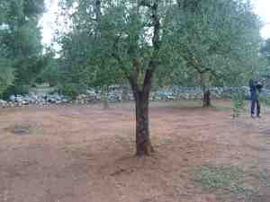 albero
