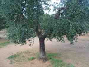 albero