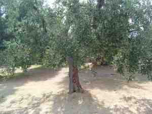 albero