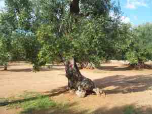 albero