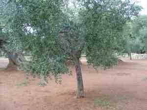 albero
