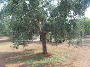 albero