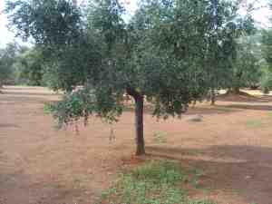 albero