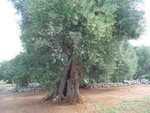 albero