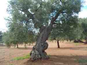 albero