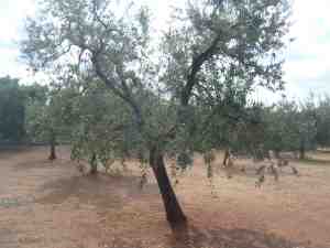 albero