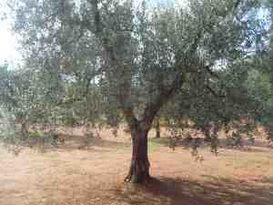 albero