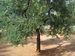 albero
