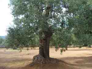 albero