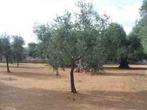 albero