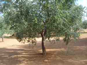 albero