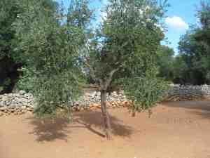 albero