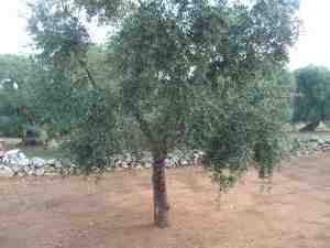 albero