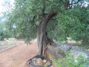 albero
