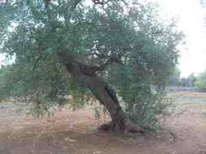 albero