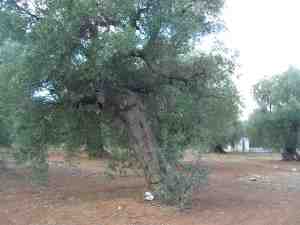 albero