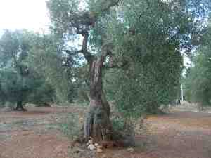 albero