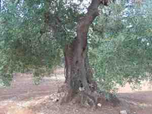 albero