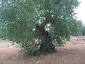 albero