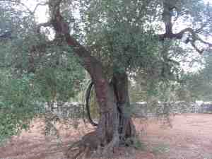 albero